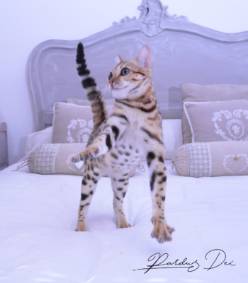 Claire de Lune femelle chaton bengal brown de la chatterie pardus dei près de lyon qui saute sur un lit dans une chambre joyeusement