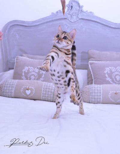Claire de Lune femelle chaton bengal brown de la chatterie pardus dei près de lyon qui saute sur un lit dans une chambre Claire de Lune femelle chaton bengal brown de la chatterie pardus dei près de lyon qui saute sur un lit dans une chambre