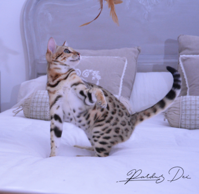 Claire de Lune femelle chaton bengal brown de la chatterie pardus dei près de lyon qui joue sur un lit dans une chambre