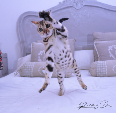 Claire de Lune femelle chaton bengal brown de la chatterie pardus dei près de lyon qui saute sur un lit dans une chambre Claire de Lune femelle chaton bengal brown de la chatterie pardus dei près de lyon qui saute sur un lit dans une chambre