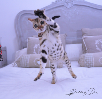 Claire de Lune femelle chaton bengal brown de la chatterie pardus dei près de lyon qui saute sur un lit dans une chambre