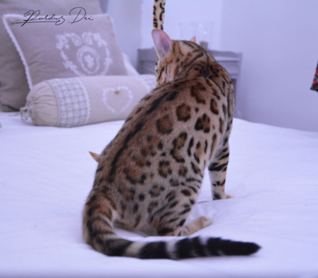 Claire de Lune femelle chaton bengal brown de la chatterie pardus dei près de lyon de dos sur un lit dans une chambre de face