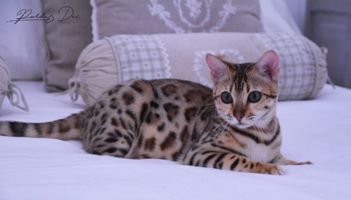 Claire de Lune femelle chaton bengal brown de la chatterie pardus dei près de lyon allongée sur un lit dans une chambre de face