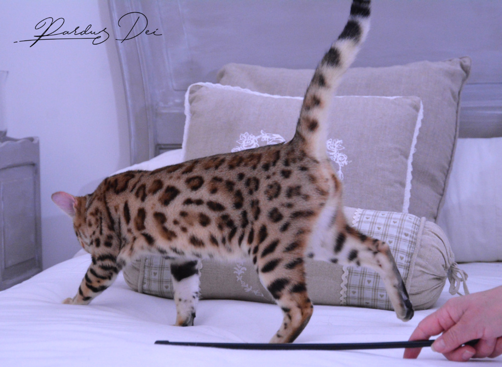Claire de Lune femelle chaton bengal brown de la chatterie pardus dei près de lyon qui court sur un lit dans une chambre