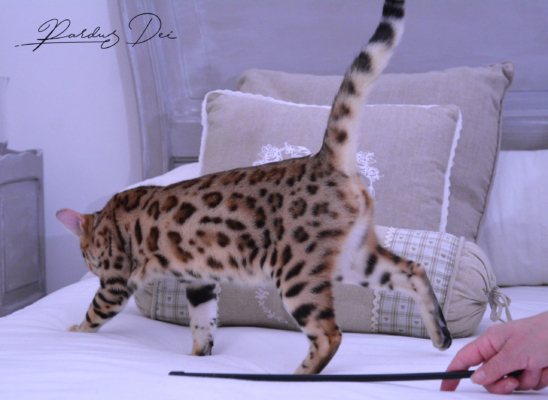 Claire de Lune femelle chaton bengal brown de la chatterie pardus dei près de lyon qui court sur un lit dans une chambre