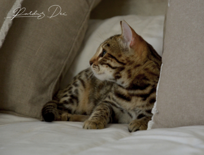 Up to Desire, chaton Bengal Brown appartenant à la chatterie Pardus Dei près de Lyon entre deux coussin