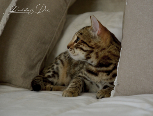 Up to Desire, chaton Bengal Brown appartenant à la chatterie Pardus Dei près de Lyon entre deux coussin Up to Desire, chaton Bengal Brown appartenant à la chatterie Pardus Dei près de Lyon entre deux coussin