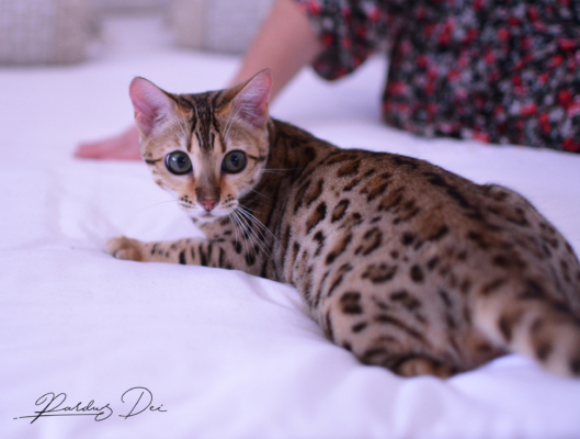 Claire de Lune femelle chaton bengal brown de la chatterie pardus dei près de lyon sur un lit dans une chambre