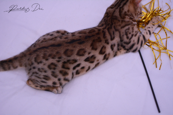 Claire de Lune femelle chaton bengal brown de la chatterie pardus dei près de lyon allongée sur un lit dans une chambre