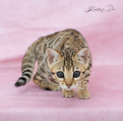 Viva La Luna, chaton Bengal Brown de la chatterie Pardus Dei près de Lyon de face en train de jouer dans un studio photo rose viva 30