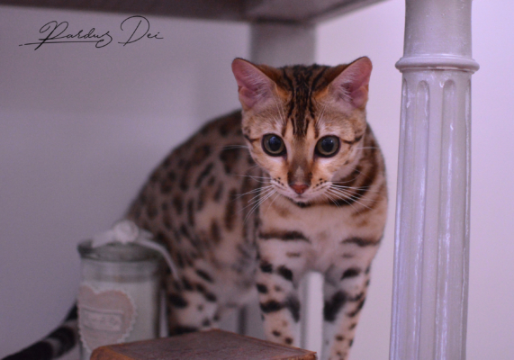 Claire de Lune femelle chaton bengal brown de la chatterie pardus dei près de lyon sous un meuble dans une chambre
