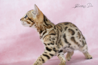 Viva La Luna, chaton Bengal Brown de la chatterie Pardus Dei près de Lyon de profil dans un studio photo rose viva 46