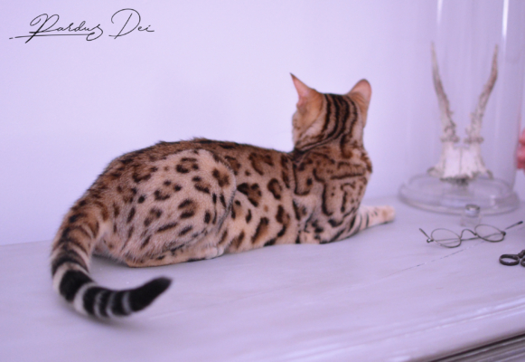 Claire de Lune femelle chaton bengal brown de la chatterie pardus dei près de lyon couché sur un meuble dansune chambre