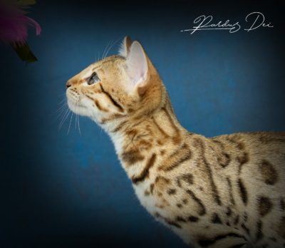 Albion Star Chat Bengal brown de l'élevage Pardus Dei debout de côté dans un studio photo, vu sur sa tête