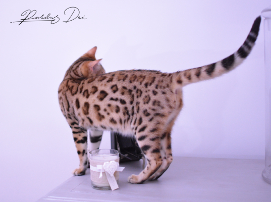 Claire de Lune femelle chaton bengal brown de la chatterie pardus dei près de lyon debout sur un meuble dans une chambre