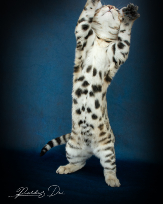 Chaton Bengal brown de l'élevage Pardus Dei debout