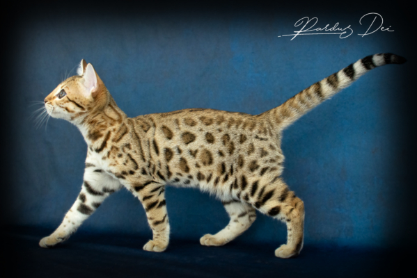 Albion Star Chat Bengal brown de l'élevage Pardus Dei debout de côté dans un studio photo, vu sur e entier