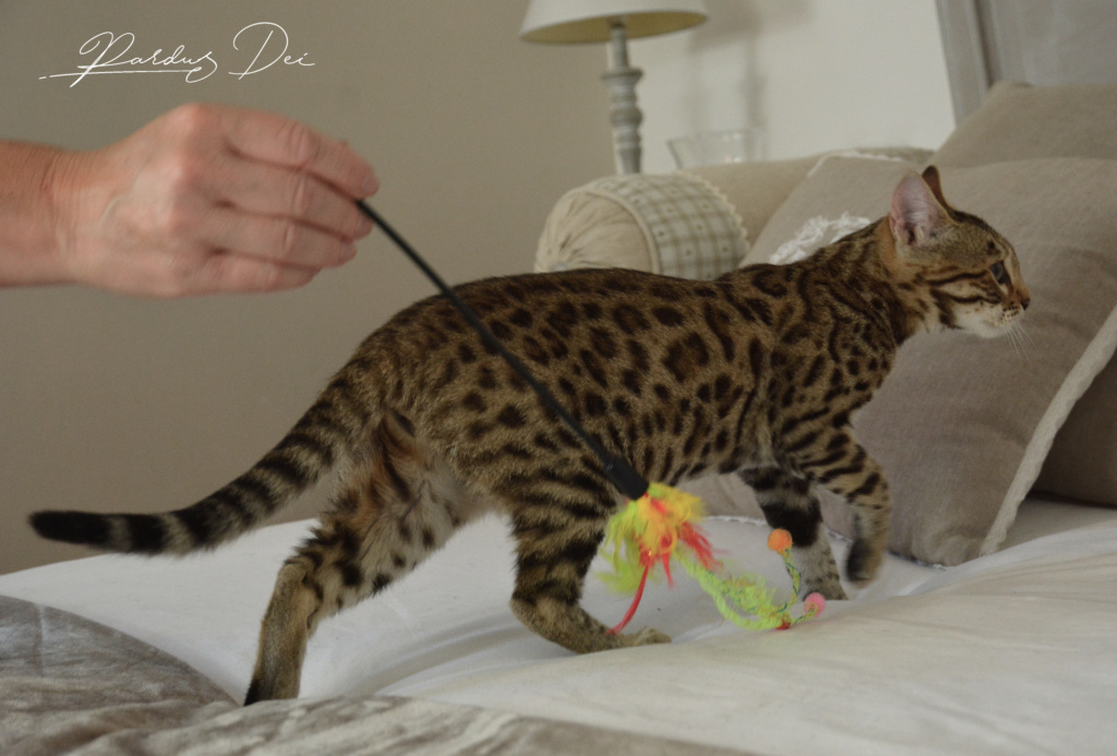 Up to Desire, chaton Bengal Brown appartenant à la chatterie Pardus Dei près sur un lit avec un plumeau