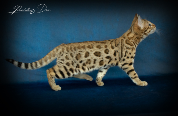 Albion Star Chat Bengal brown de l'élevage Pardus Dei debout de côté dans un studio photo, vu sur en entier à gauche