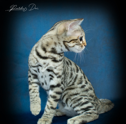chaton bengal brown 1