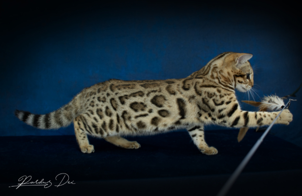 chaton bengal brown 4