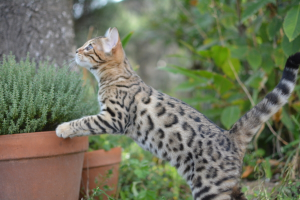 chaton bengal brown 2