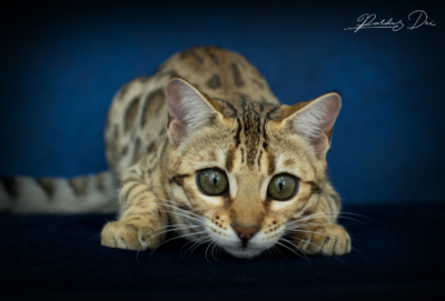 Viva La Luna, chaton Bengal Brown de la chatterie Pardus Dei près de Lyon de face en train de jouer dans un studio photo bleu viva 25