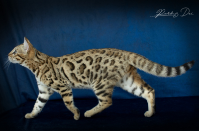 Viva La Luna, chaton Bengal Brown de la chatterie Pardus Dei près de Lyon debout de coté dans un studio photo bleu viva 6