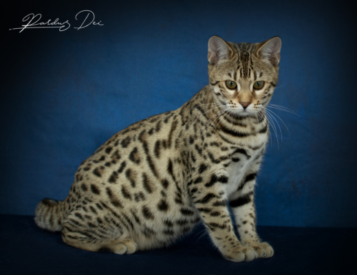 Vintage Dream chaton bengal brown de la chatterie pardus dei près de lyon dans un studio photo sur fond bleu assis Vintage 13