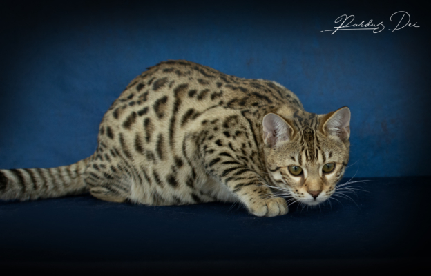 Vintage Dream chaton bengal brown de la chatterie pardus dei près de lyon dans un studio photo sur fond bleu qui joue Vintage 12