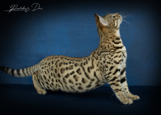 Vintage Dream chat bengal brown de la chatterie pardus dei près de lyon dans un studio photo sur fond bleu debout de côté Vintage 2