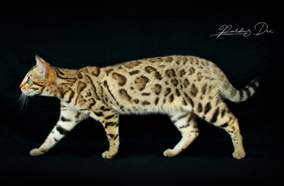 Viva La Luna, chat Bengal Brown de la chatterie Pardus Dei près de Lyon debout de côté dans un studio photo noir viva 14