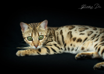 Portrait de face à droite de Viva La Luna, chat Bengal Brown de la chatterie Pardus Dei près de Lyon dans un studio photo noir viva 48