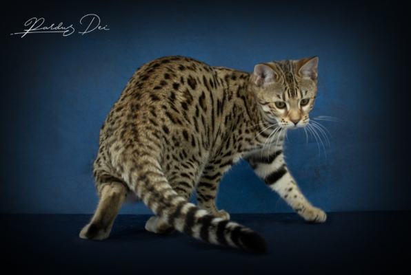 Vintage Dream chaton bengal brown de la chatterie pardus dei près de lyon dans un studio photo sur fond bleu qui fait un tour sur lui même Vintage 10