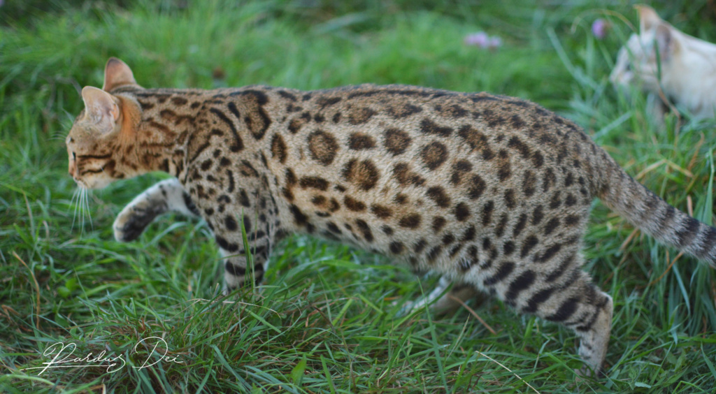 Up to Desire, chat Bengal Brown appartenant à la chatterie Pardus Dei près de Lyon dans l'herbe debout étendue