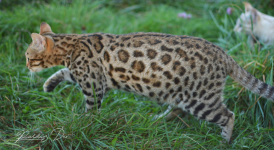 Up to Desire, chat Bengal Brown appartenant à la chatterie Pardus Dei près de Lyon dans l'herbe debout étendue
