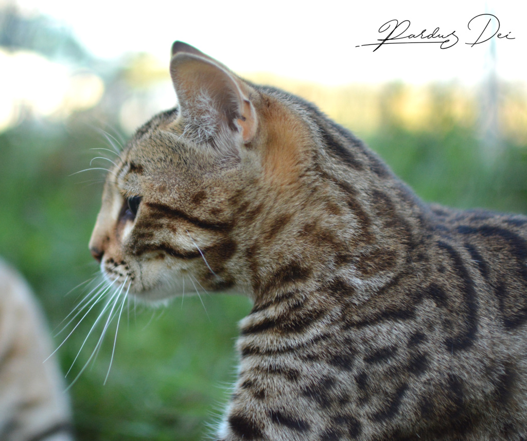Portrait de profil d'Up to Desire, chat Bengal Brown appartenant à la chatterie Pardus Dei près de Lyon dans l'herbe