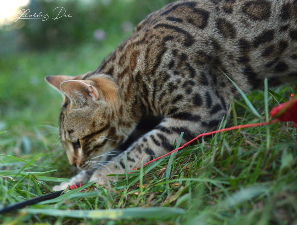 Portrait de profil d'Up to Desire, chat Bengal Brown appartenant à la chatterie Pardus Dei près de Lyon dans qui joue dans l'herbe