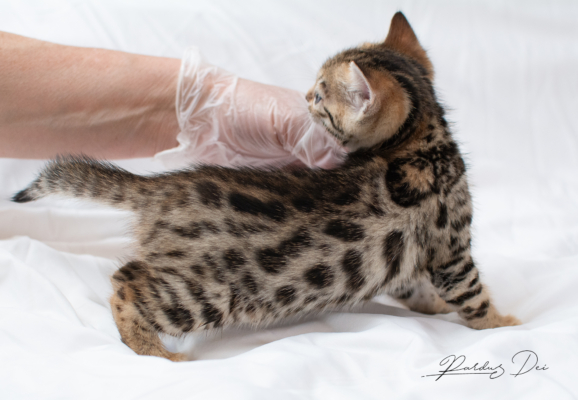 chaton bengal brown 11