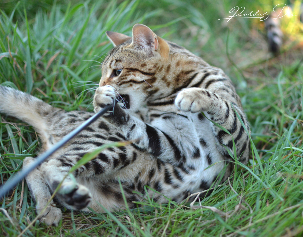 Up to Desire, chat Bengal Brown appartenant à la chatterie Pardus Dei près de Lyon dans qui joue dans l'herbe