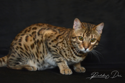Barney Stinson, chat Bengal Brown issus de la chatterie Pardus Dei près de Lyon debout dans un studio photo noir Barney Stinson, chat Bengal Brown issus de la chatterie Pardus Dei près de Lyon de face dans un studio photo noir