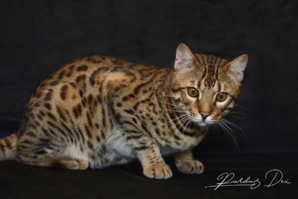 Barney Stinson, chat Bengal Brown issus de la chatterie Pardus Dei près de Lyon de face dans un studio photo noir