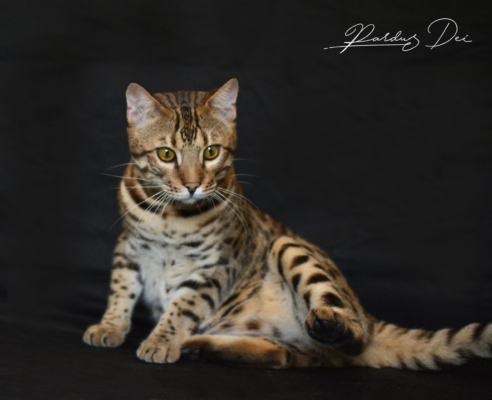Barney Stinson, chat Bengal Brown issus de la chatterie Pardus Dei près de Lyon assis de face dans un studio photo noir