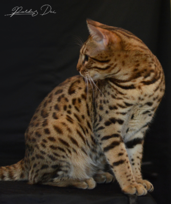 Barney Stinson, chat Bengal Brown issus de la chatterie Pardus Dei près de Lyon assis dans un studio photo noir