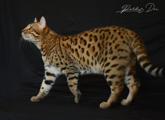 Barney Stinson, chat Bengal Brown issus de la chatterie Pardus Dei près de Lyon debout dans un studio photo noir