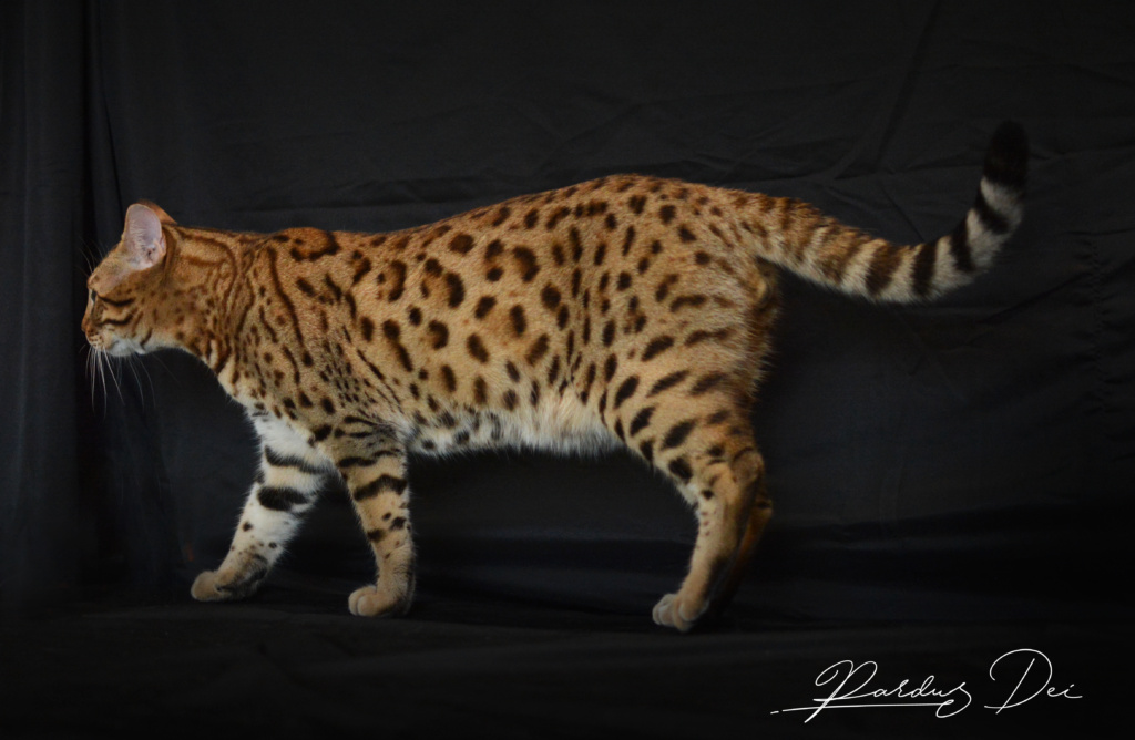 Barney Stinson, chat Bengal Brown issus de la chatterie Pardus Dei près de Lyon debout de côté dans un studio photo