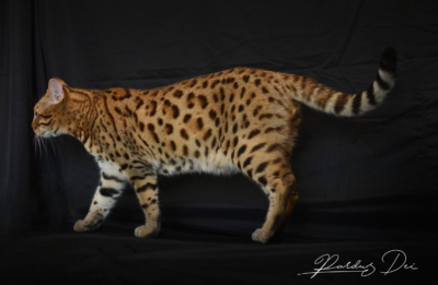 Barney Stinson, chat Bengal Brown issus de la chatterie Pardus Dei près de Lyon debout de côté dans un studio photo Barney Stinson, chat Bengal Brown issus de la chatterie Pardus Dei près de Lyon debout de côté dans un studio photo