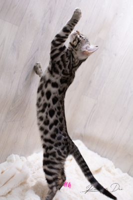 Ad Vitam Aeternam chat bengal silver de la chatterie pardus dei près de lyon sur fond blanc debout sur les pattes arrières