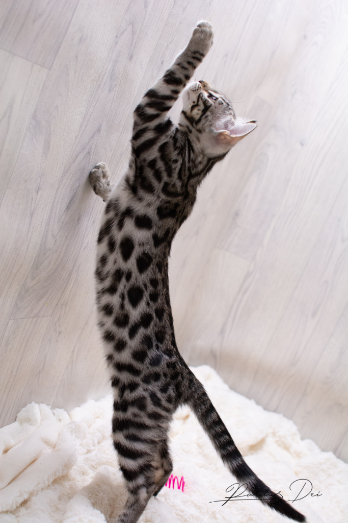 Ad Vitam Aeternam chat bengal silver de la chatterie pardus dei près de lyon sur fond blanc debout sur les pattes arrières