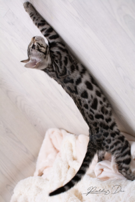 Ad Vitam Aeternam chat bengal silver de la chatterie pardus dei près de lyon sur fond blanc debout sur les pattes arrières en train de jouer avec un plumeau